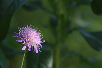purple flower on a blurry green background
