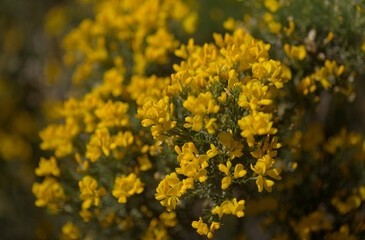 Flora of Gran Canaria -  bright yellow flowers of Teline microphylla, broom species endemic to the island, natural macro floral background
