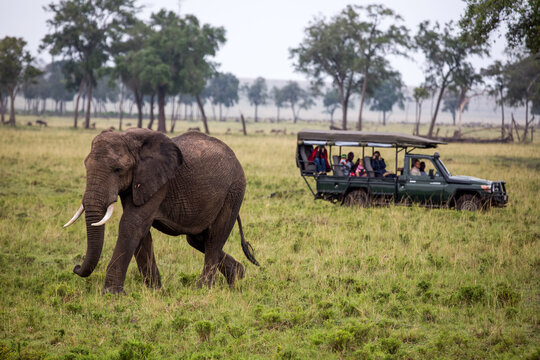 Tourist on a game drive spotting a lone elephant in the Maasai Mara National Reserve, Kenya