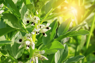 black bean blooming. In the garden of the farm, bean plants bloom. The crop is environmentally...