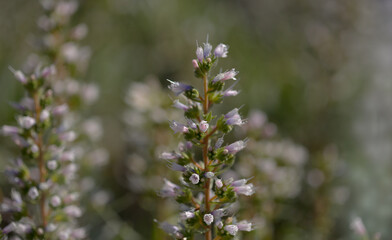 Flora of Gran Canaria -  flowers of Echium onosmifolium, black bugloss, endemic to the island, natural macro floral background
