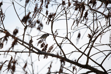 Yellow-Rumped Warbler Foraging