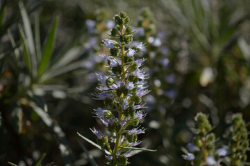 Flora of Gran Canaria -  flowers of Echium onosmifolium, black bugloss, endemic to the island, natural macro floral background
