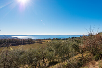 Terraced fields with vineyards and olive groves on the coastline of the Lake Garda (Lago di Garda), near the small village of Bardolino, Verona province, Veneto, Italy, Europe.