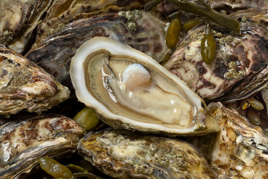 Fresh raw Pacific oysters, Japanese oysters and an open one close up