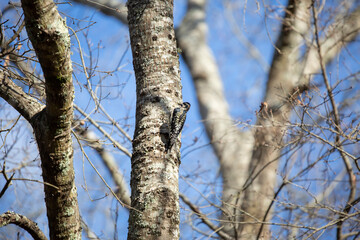 Male Yellow-Bellied Sapsucker Foraging