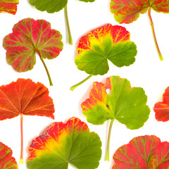 Geranium leaf caught in a spell of frost and partially turned, red, seamless repeatable pattern