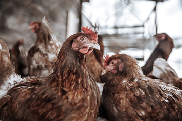 A gang of chickens in a chicken coop. Profile portrait of a chicken