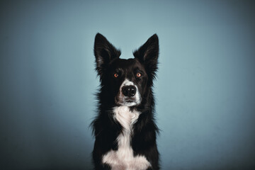 Perro border collie, blanco y negro 