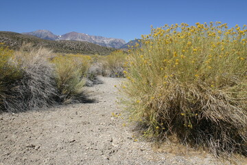 Dry Stream bed in Mono Lake, California, Owens Valley