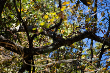 Pair of Juvenile Yellow-Bellied Sapsuckers