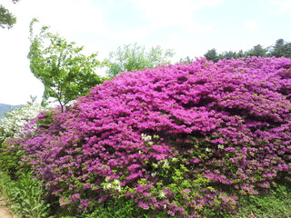 Obraz premium Flower