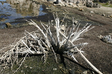 Mono Lake Mineral Deposits On Plant Landscape in Owens Valley California