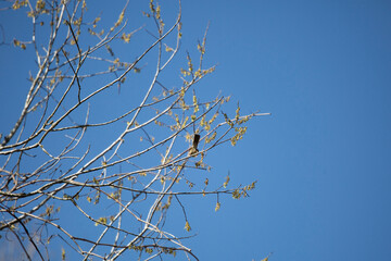 White-Throated Sparrow Taking Flight