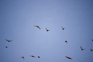 A flock of starlings flying in the sky. Background blue clear sky. Birds in the wild. A sunny summer day.