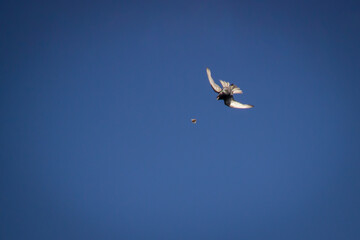 A starling in flight hunts a flying beetle. Background blue clear sky. Birds in the wild. A sunny summer day.