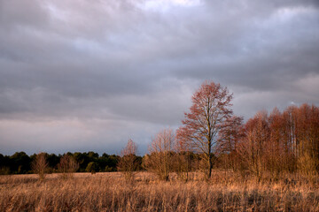 Fototapeta na wymiar dry grass, trees and stormy sky, beautiful landscape