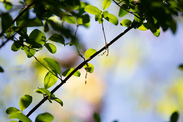 Green Leaves on a Bush