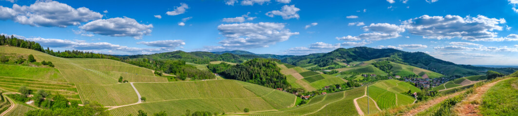 Fototapeta na wymiar Panoramiv view over green summer vineyard landscape