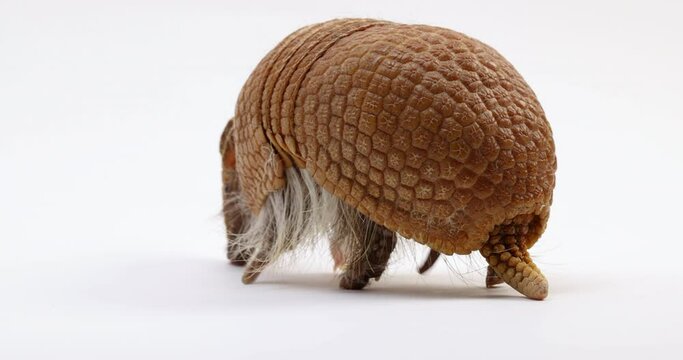 Armadillo turns around and begins walking away from camera - isolated on white background