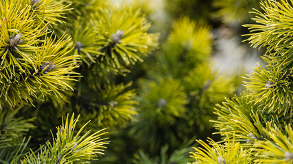 Green natural forest background. Green needles of spruce, pine on a green background with sun glare...