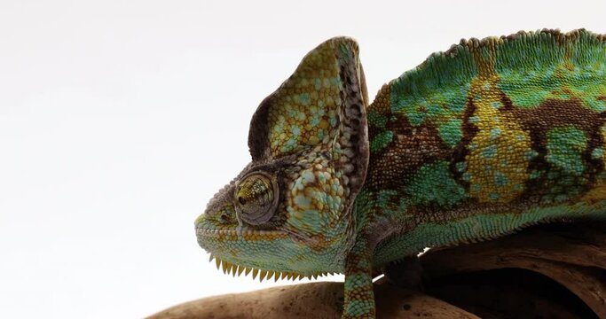Chameleon walking across a tree branch with white background - side profile