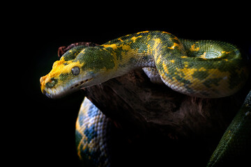 Amazing Green Tree Python From Biak Island Indonesia