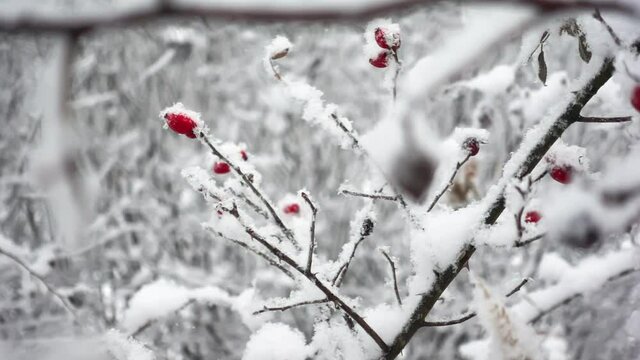 Macro view of briar branches covered by snow in a winter forest filmed in slow motion. Plants in the wood at frosty weather. Dog rose at cold day in the garden. Theme of the flora and the environment.