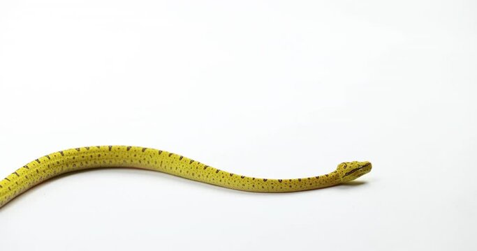 infant green tree python slithers across white background - close up