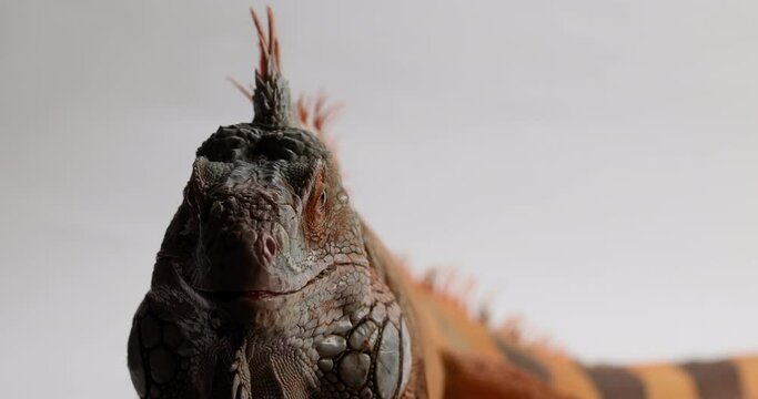 Green iguana turns to face camera in menacing way - close up on face