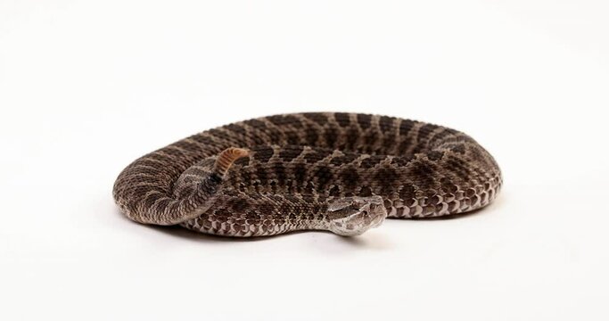 Massasuaga rattlesnake begins shaking tail - side profile - isolated on white background