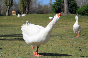 Adult white goose with a stretched neck