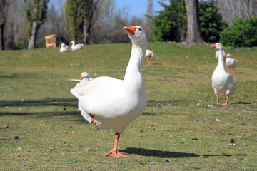 Adult white goose leaning on one leg