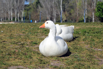 Adult white goose resting in a meadow