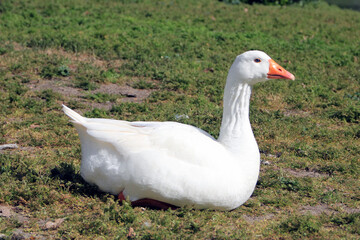Adult white goose resting in a meadow