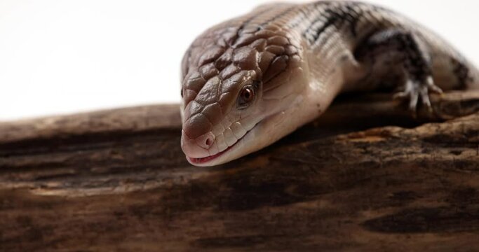 Blue tongue skink - extreme close up on face as he whips out tongue - slow motion