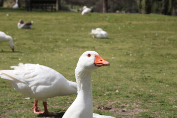 Close-up of adult white goose 