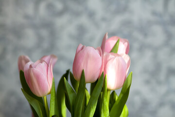 Pink tulips flowers on a light background. Beautiful abstract background. Waiting for spring. Happy postcard
