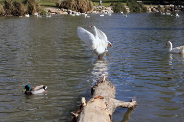 Adult white goose with wings open on a lake