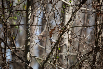 Tufted Titmouse
