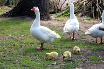 White geese with their young eating