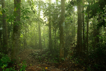 Natural rain forest with morning sunlight at south of Thailand.