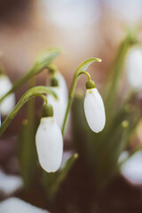 Fototapeta premium Detail of snowdrop flowers in snow growing in garden