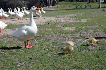 Obraz na płótnie Canvas White geese with their young eating