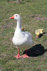 White geese with their young eating