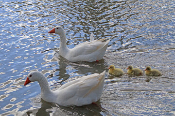 white goose swimming with her young