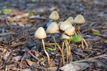 Mushrooms Growing on the Forest Floor