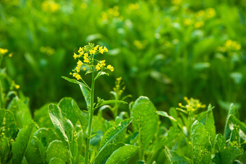 False pakchoi flower (Brassica rapa, Flowering white cabbage) closeup in vegetable plants.