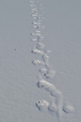 The footprints of the beast in the snow.