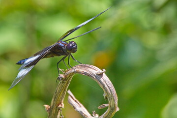 Skimmer Dragonfly Perched and Alert